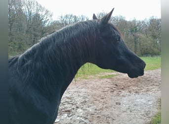 Arabian horses, Stallion, 21 years, 14.3 hh, Black