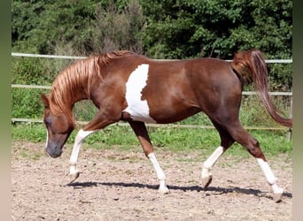Arabian horses, Stallion, 22 years, 15.1 hh, Chestnut-Red