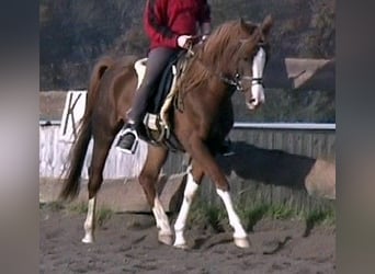 Arabian horses, Stallion, 22 years, 15.1 hh, Chestnut-Red