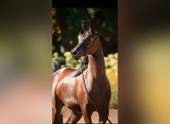 Arabian horses, Stallion, 2 years, 13,2 hh, Brown