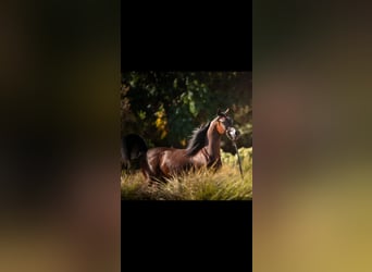 Arabian horses, Stallion, 2 years, 13,2 hh, Brown