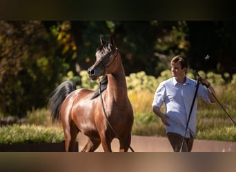 Arabian horses, Stallion, 2 years, 13,2 hh, Brown