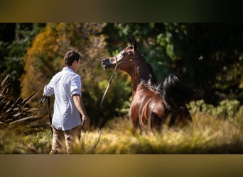 Arabian horses, Stallion, 2 years, 13,2 hh, Brown