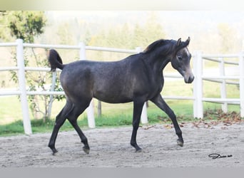 Arabian horses, Stallion, 2 years, 13,3 hh, Gray-Fleabitten