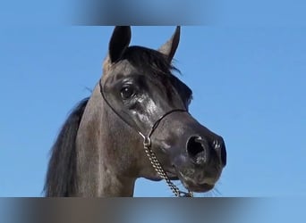 Arabian horses, Stallion, 2 years, 13,3 hh, Gray-Red-Tan