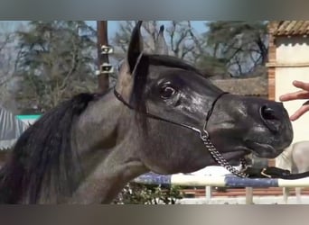 Arabian horses, Stallion, 2 years, 13,3 hh, Gray-Red-Tan