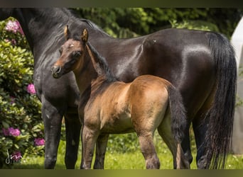 Arabian horses, Stallion, 2 years, 13 hh, Gray-Fleabitten