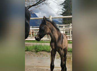 Arabian horses, Stallion, 2 years, 13 hh, Gray-Fleabitten