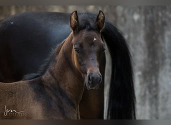 Arabian horses, Stallion, 2 years, 13 hh, Gray-Fleabitten