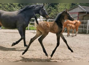 Arabian horses, Stallion, 2 years, 13 hh, Gray-Fleabitten