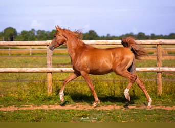 Arabian horses, Stallion, 2 years, 14.1 hh, Chestnut-Red