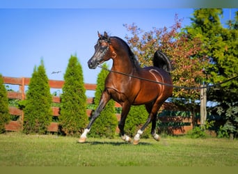 Arabian horses, Stallion, 2 years, 14.2 hh, Bay-Dark