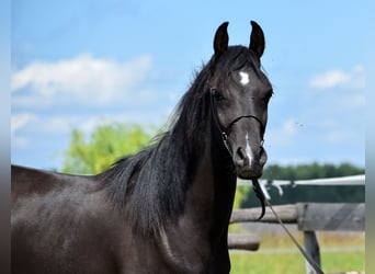 Arabian horses, Stallion, 2 years, 14,2 hh, Black