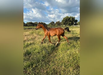 Arabian horses, Stallion, 2 years, 14.2 hh, Brown