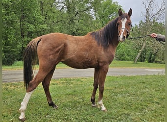 Arabian horses, Stallion, 2 years, 14.2 hh, Brown