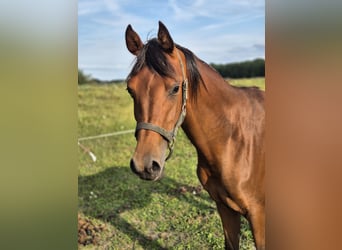 Arabian horses, Stallion, 2 years, 14,2 hh, Brown-Light