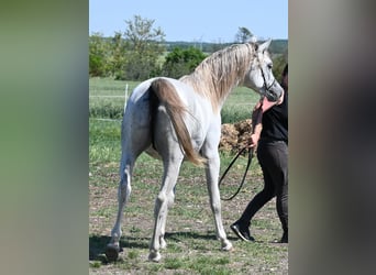 Arabian horses, Stallion, 2 years, 14.2 hh, Grey
