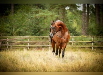 Arabian horses, Stallion, 2 years, 14.3 hh, Bay-Dark