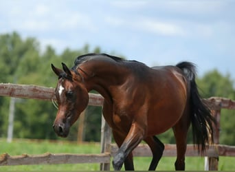 Arabian horses, Stallion, 2 years, 14.3 hh, Bay