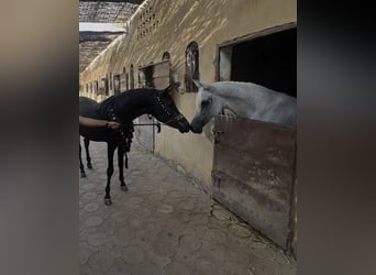 Arabian horses, Stallion, 2 years, 14.3 hh, Black