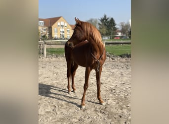 Arabian horses, Stallion, 2 years, 14.3 hh, Chestnut