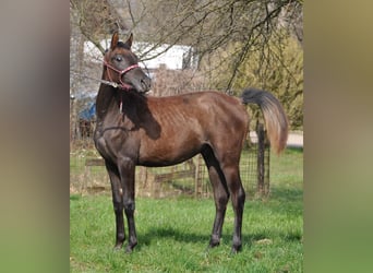 Arabian horses, Stallion, 2 years, 14.3 hh, Gray-Red-Tan