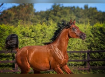 Arabian horses, Stallion, 2 years, 14,1 hh, Brown