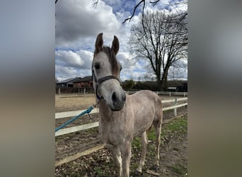 Arabian horses, Stallion, 2 years, 14,1 hh, Grey-Red-Tan