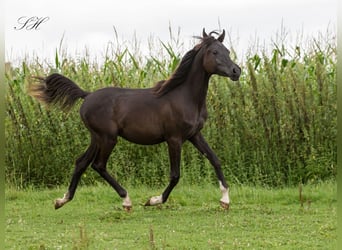 Arabian horses, Stallion, 2 years, 15,1 hh, Black