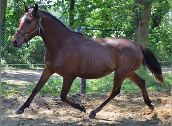 Arabian horses, Stallion, 2 years, 15.1 hh, Brown