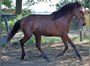 Arabian horses, Stallion, 2 years, 15.1 hh, Brown