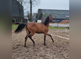 Arabian horses, Stallion, 2 years, 15.1 hh, Brown-Light