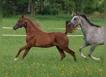 Arabian horses, Stallion, 2 years, 15,1 hh, Chestnut-Red