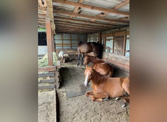 Arabian horses, Stallion, 2 years, 15.1 hh, Chestnut-Red