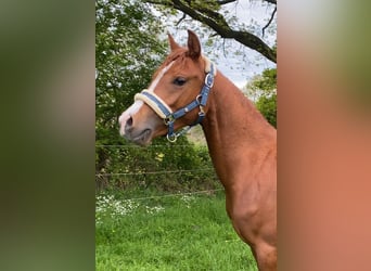 Arabian horses, Stallion, 2 years, 15.1 hh, Chestnut-Red