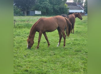 Arabian horses, Stallion, 2 years, 15.1 hh, Chestnut-Red