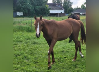 Arabian horses, Stallion, 2 years, 15.1 hh, Chestnut-Red