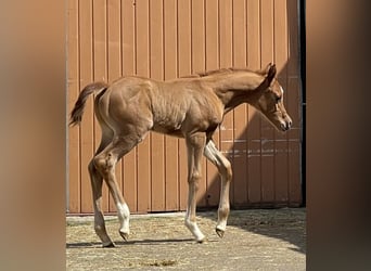 Arabian horses, Stallion, 2 years, 15,1 hh, Chestnut-Red