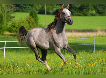 Arabian horses, Stallion, 2 years, 15,1 hh, Gray