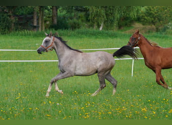 Arabian horses, Stallion, 2 years, 15,1 hh, Gray