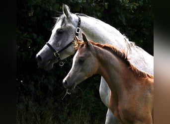 Arabian horses, Stallion, 2 years, 15,1 hh, Gray