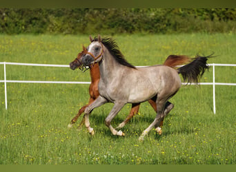 Arabian horses, Stallion, 2 years, 15,1 hh, Gray