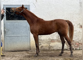 Arabian horses, Stallion, 2 years, 15.2 hh, Chestnut-Red