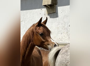 Arabian horses, Stallion, 2 years, 15.2 hh, Chestnut-Red