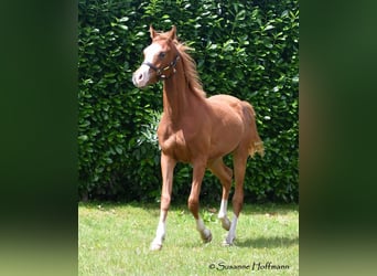 Arabian horses, Stallion, 2 years, 15.2 hh, Chestnut-Red