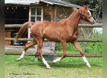 Arabian horses, Stallion, 2 years, 15.2 hh, Chestnut-Red