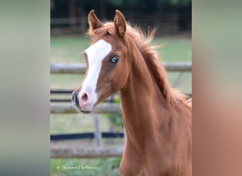 Arabian horses, Stallion, 2 years, 15.2 hh, Chestnut-Red