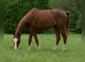 Arabian horses, Stallion, 2 years, 15.2 hh, Chestnut-Red