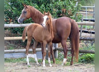 Arabian horses, Stallion, 2 years, 15.2 hh, Chestnut-Red