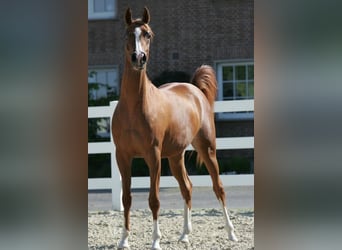 Arabian horses, Stallion, 2 years, 15 hh, Chestnut